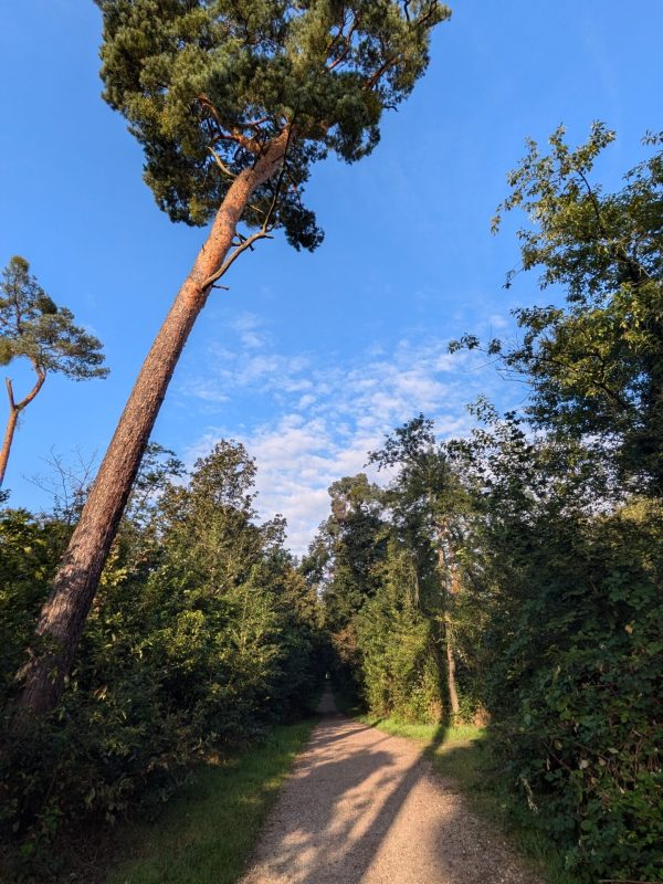 Käfertaler Wald